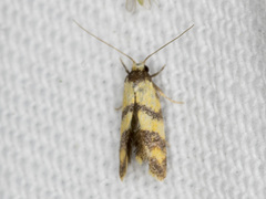 Psaroxantha calligenes