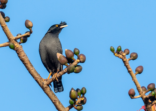 Crested Myna