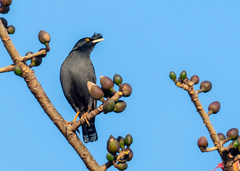 Crested Myna photo 3