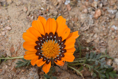 Gazania leiopoda