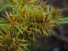 Cyperus congestus