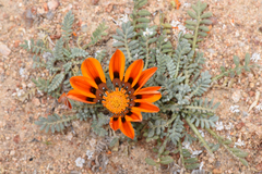 Gazania leiopoda