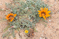 Gazania leiopoda