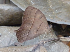 Taygetis rufomarginata