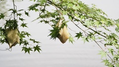 Zhangixalus arboreus