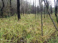 Cyperus congestus
