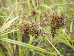 Cyperus congestus