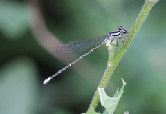Argia frequentula