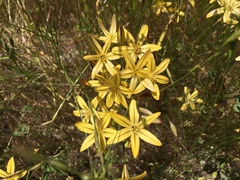 Triteleia ixioides ixioides