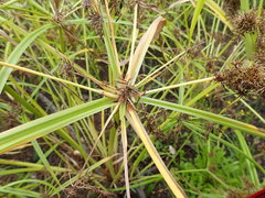 Cyperus congestus
