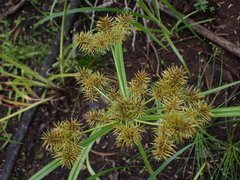 Cyperus congestus