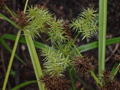 Cyperus congestus