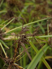 Cyperus congestus