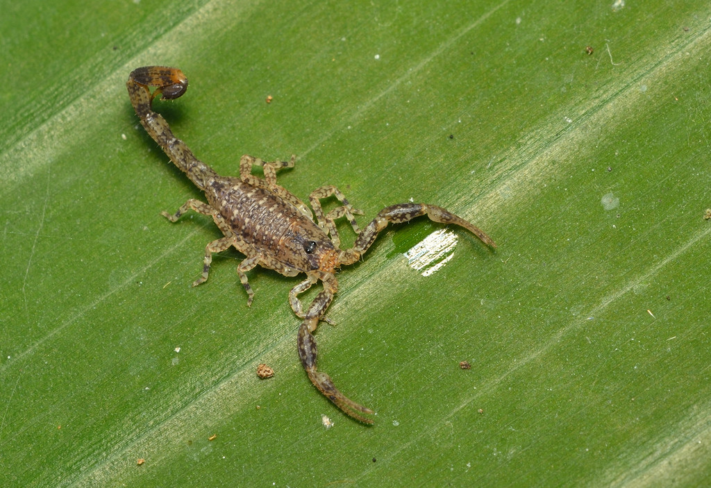 Tityus pusillus