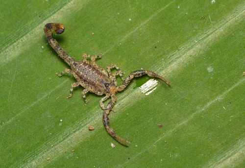 Tityus pusillus