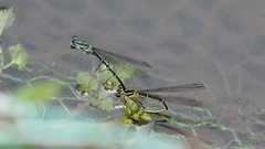 Pseudocopera annulata