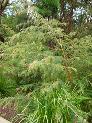 Grevillea caleyi
