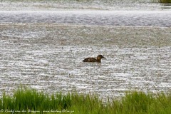 Thalassornis leuconotus