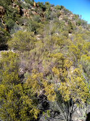 Passerina obtusifolia