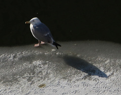 Larus