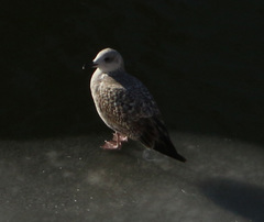 Larus argentatus