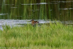 Thalassornis leuconotus