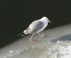 Larus