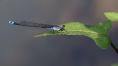 Paracercion calamorum calamorum