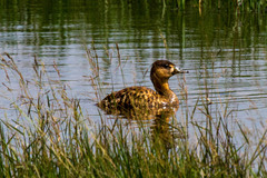 Thalassornis leuconotus