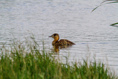 Thalassornis leuconotus