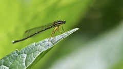 Pseudocopera annulata