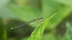 Pseudocopera annulata