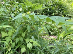 Polygonatum macranthum