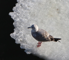 Larus argentatus