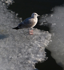 Larus argentatus