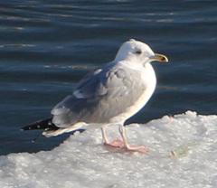 Larus argentatus