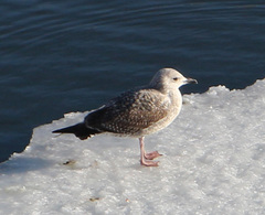 Larus argentatus
