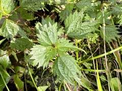 Boehmeria silvestrii