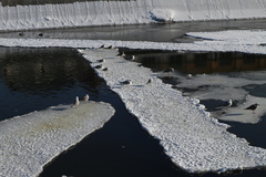 Larus argentatus