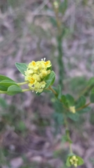 Pimelea flava