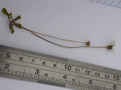 Brachyscome sinclairii