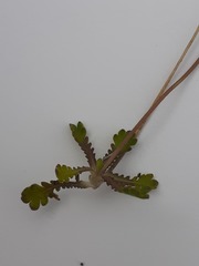 Brachyscome sinclairii