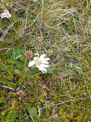 Brachyscome sinclairii