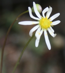 Crassothonna cacalioides