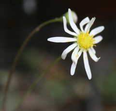 Crassothonna cacalioides