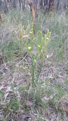Pimelea flava