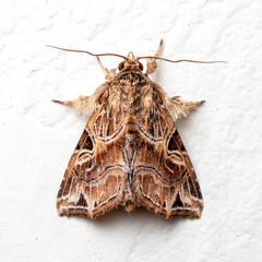 Callopistria rivularis