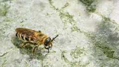 Megacampsomeris prismatica