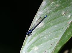 Argia oculata