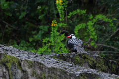 Merganetta armata armata